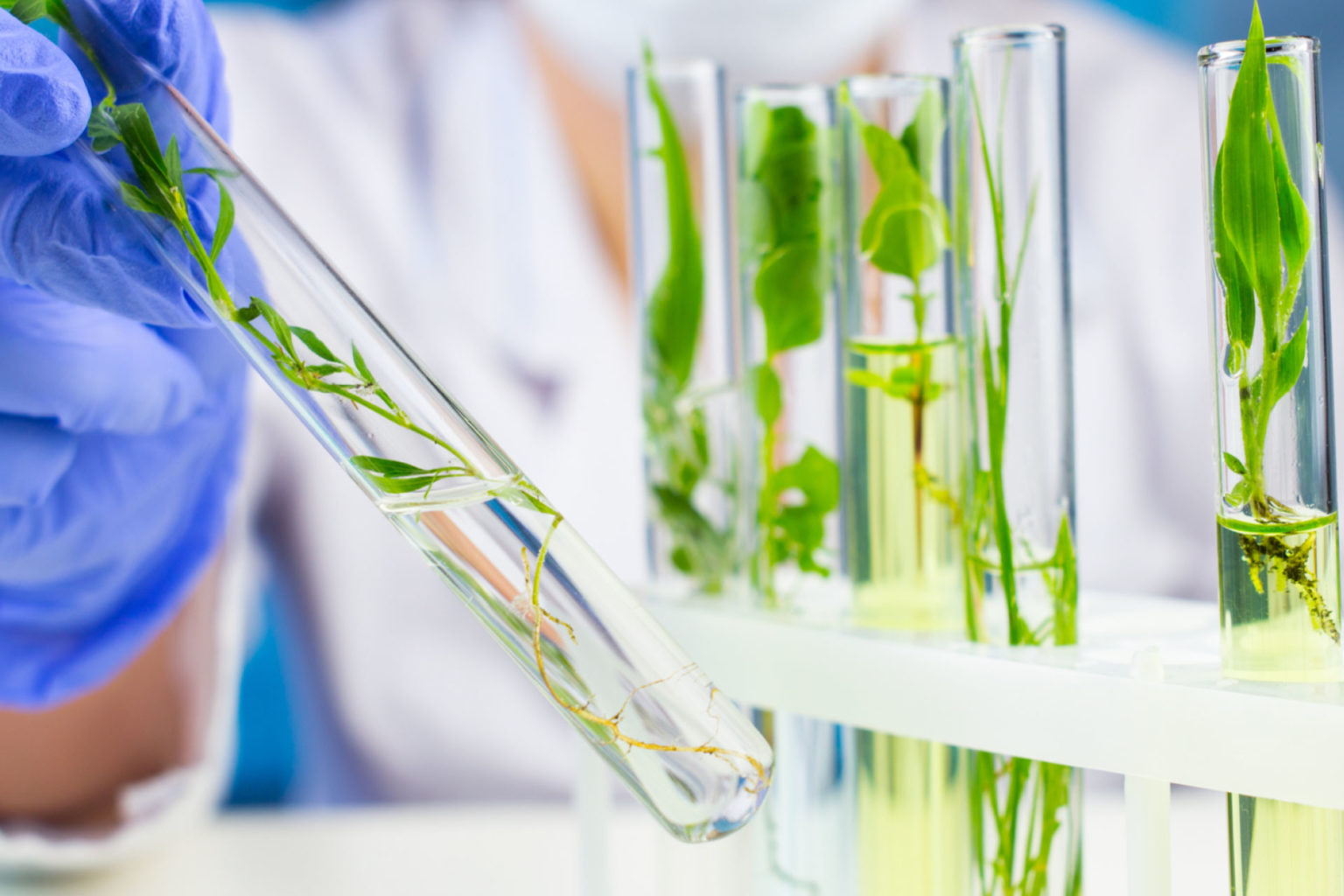 plant and food research bioprotection