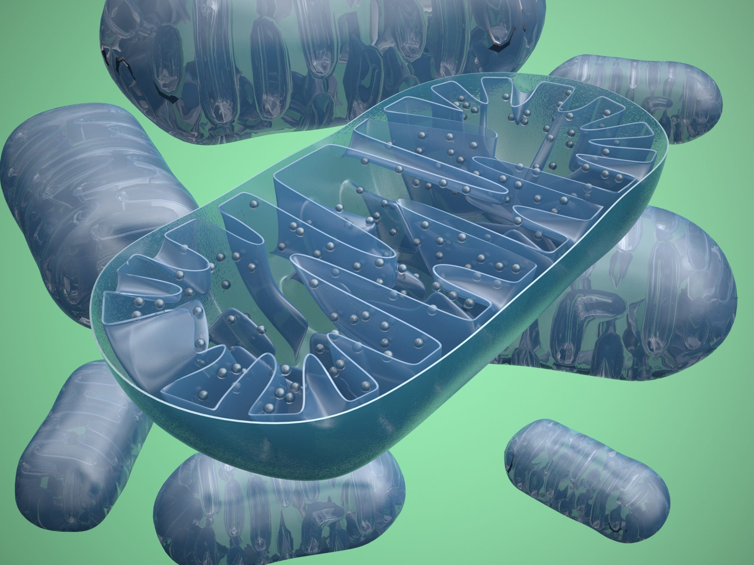 Lire la suite à propos de l’article Une usine productrice d’énergie 100% renouvelable : La mitochondrie