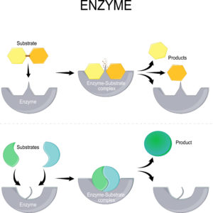 Enzymatic tests - Elysia Bioscience