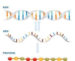 Lire la suite à propos de l’article La PCR : Bien plus qu’un simple outil de dépistage du COVID-19