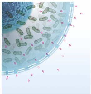 Lire la suite à propos de l’article L’altération cellulaire, une histoire de cytotoxicité