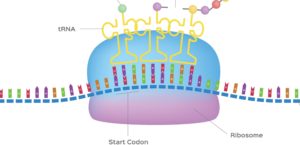 Lire la suite à propos de l’article Producteur éco-responsable de protéines : le ribosome (L’odyssée de la cellule #7)