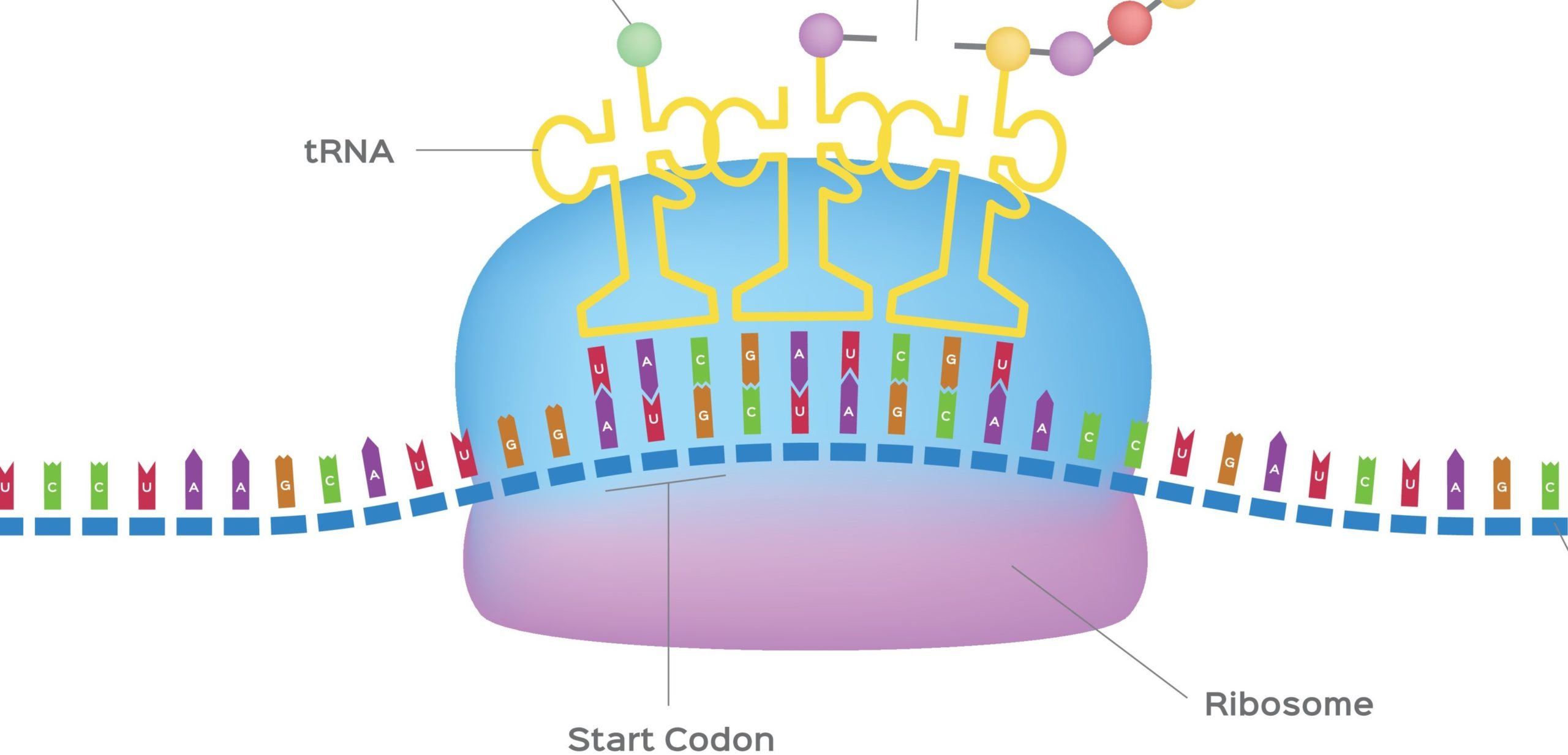 Lire la suite à propos de l’article Producteur éco-responsable de protéines : le ribosome (L’odyssée de la cellule #7)